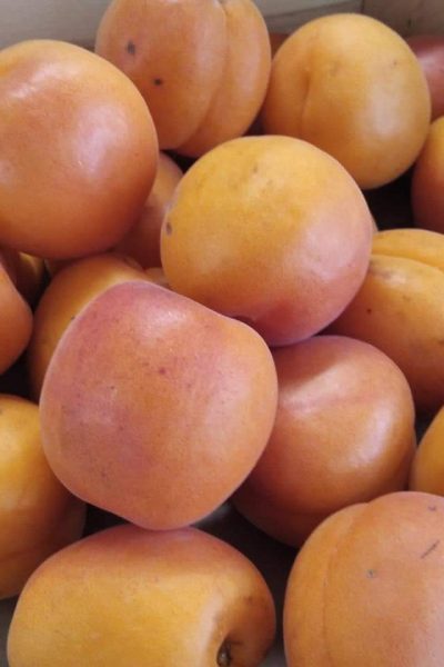 abricots vente direct producteur